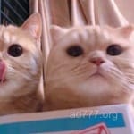 Avatar of Saira Hussain